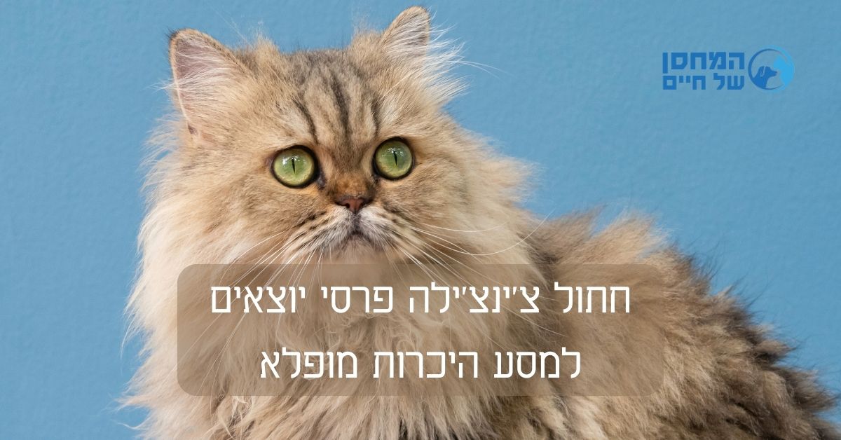 חתול צ'ינצ'ילה פרסי יוצאים למסע היכרות מופלא